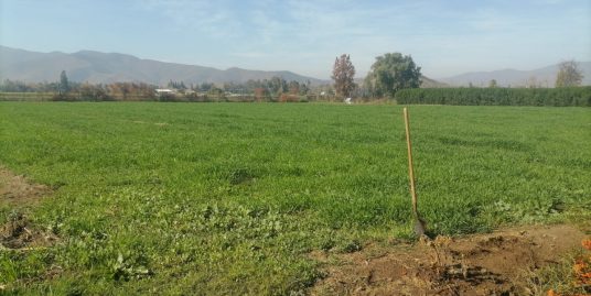 CURACAVI. TERRENO AGRÍCOLA EN CESIÓN DE DERECHOS. 3.500 MTS2